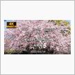 東京・上野恩賜公園　〜大寒桜を4K映像でお楽しみください〜