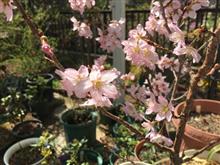 桜が満開！！作業日和！！