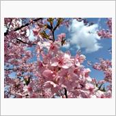 倉敷川千本桜が満開になりました