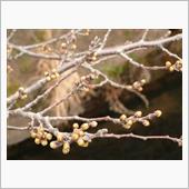 今年の桜 2022/03/1 ...
