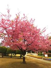 別所沼公園の河津桜 3