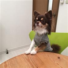 うちのチェル君です❣️