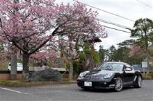休もう！ケイマンＲで白子桜