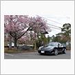 休もう！ケイマンＲで白子桜