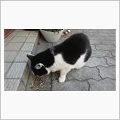 今朝のにゃんこ 22.03. ...