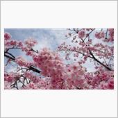 【桜見頃・駐車場情報】密蔵院