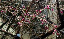 芽吹き。