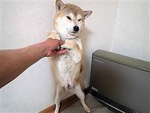 キョンキョンお迎えして　3/24　２カ月　迎えます