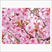 花見・河津桜・豊田市/加茂川 ...