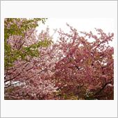 近所の早咲きの桜 みん友さん ...