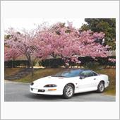河津桜マップを巡る
