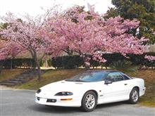 河津桜マップを巡る 河津桜マップを巡る