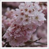 南足柄『春めき桜』とロマンス ...