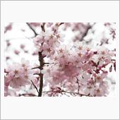 夏タイヤに交換～しだれ桜見物