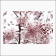 夏タイヤに交換～しだれ桜見物