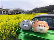 菜の花畑から都筑PAへルーティン4回(笑)
