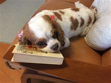 本を読んでます