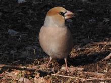 まるで文鳥のシメは20cm近い巨大な野鳥。