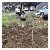 枝垂れ桜を植えました
