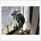 多肉植物増えまくり