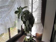 多肉植物増えまくり