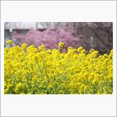 市内の菜の花