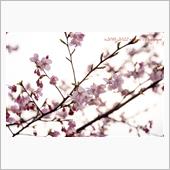 早咲きの桜🌸に癒されて…