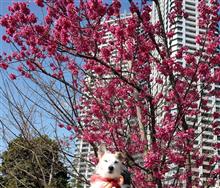寒緋桜、ルビーストーンレッドの桜です。