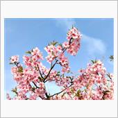 桜と菜の花