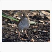溜まった画像　野鳥さん