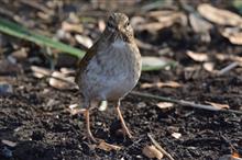 溜まった画像　野鳥さん