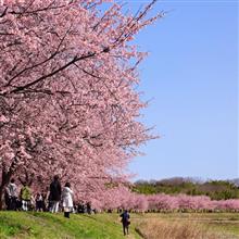 早咲き桜
