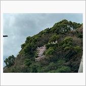 今年初の桜。