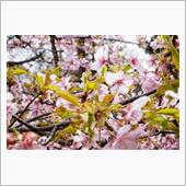 昼休みの御苑ぶらりⅡ（桜編）