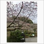 お彼岸　お墓参り