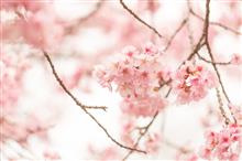 桜時々梅