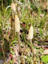 福井にも春の足音