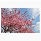 河津桜♪♪