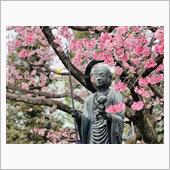 埼玉の寒桜