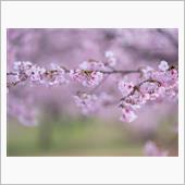 桜と 菜の花と 奥様と 芝犬と