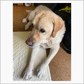 洗車ならぬ洗犬