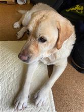 洗車ならぬ洗犬