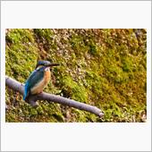 週末鳥撮りレポート（3月第3 ...