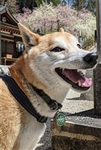 2022🌸春を探して④〜犬山大縣神社🐕‍🦺