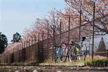 桜サイクリングとお別れ会的な