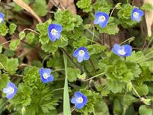 散歩で出会った春の花と.......やっかいなヤツ