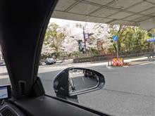 2022年 春光戦・美也古で観桜の集い！  Shall we go on Cherry-bloom viewing in Kyoto？ 