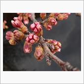 今年の桜 2022/03/2 ...