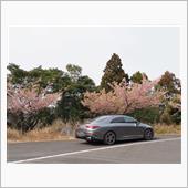 津久見四浦　河津桜訪問