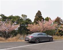津久見四浦　河津桜訪問